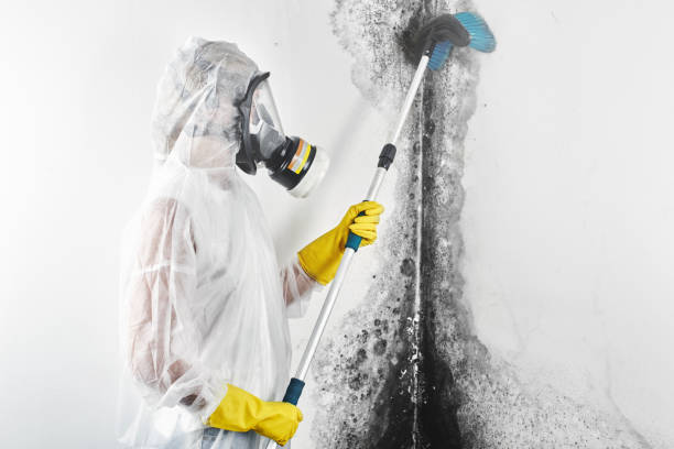 Best Mold-Related Health Consultation  in Upper Arlington, OH